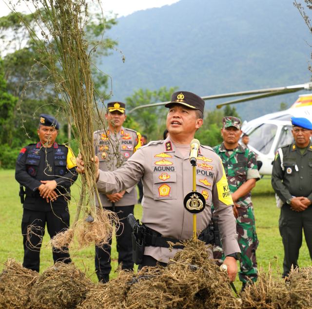 Kapolda Sumut, Irjen Pol Agung Setya Imam Effendi tunjukkan bukti pohon ganja yang ditemukan di Madina, Sabtu (11/11/2023).