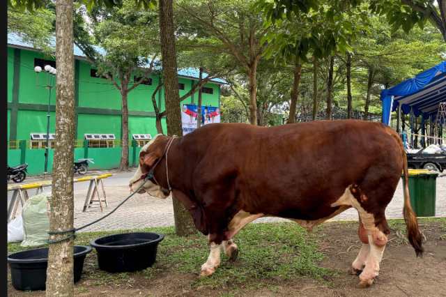 Salah satu sapi kurban bantuan kemasyarakatan dari Presiden Prabowo Subianto yang dialokasikan untuk Provinsi Sumatera Utara, Kamis (5/6/2025), di halaman Masjid Agung Sultan Thaf Sinar Basarsyah, Lubukpakam, Deliserdang, yang akan disembelih pada Iduladha 1446 H.
