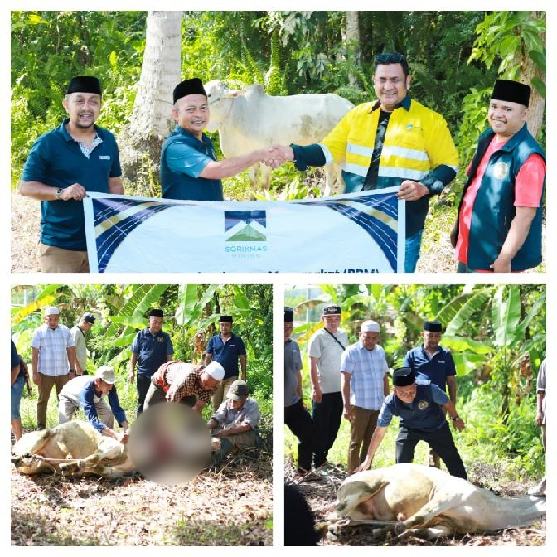 IMG_20260530_142638_resize_38 PWI Madina menyembelih sapi kurban bantuan PT SMM.